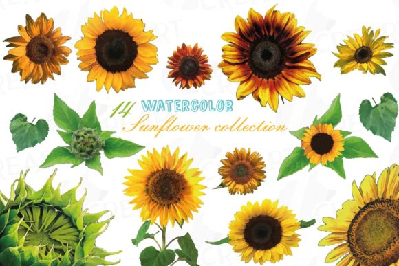 Download Sunflower Watercolour Decor Clipart Pack - Clipart pack Collection